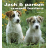 Jack et Parson russell terrier