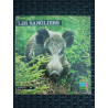 Les sangliers images de la nature hatier