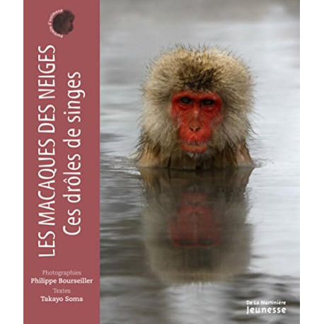 Les Macaques des neiges ces drôles de singes Les Macaques des neiges ces drôles de singes