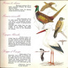 Oiseaux Des Prés Champs Et Bois