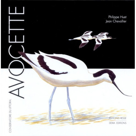 Avocette Avocette