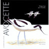 Avocette