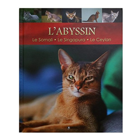 L'abyssin-le somali-le singapura-le ceylan L'abyssin-le somali-le singapura-le ceylan