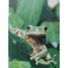 Tortues grenouilles salamandres et tritons : élevage et reproduction