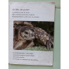 Les Animaux D'Europe. La Tortue